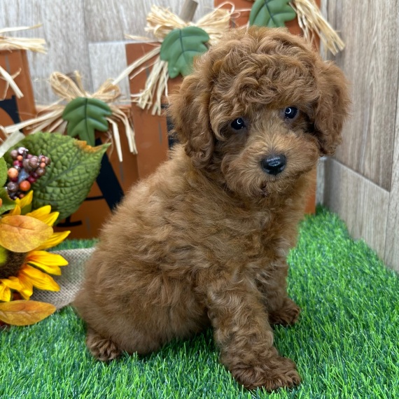 Armstrong, a Apricot Male Poodle Puppy 773223 PuppySpot