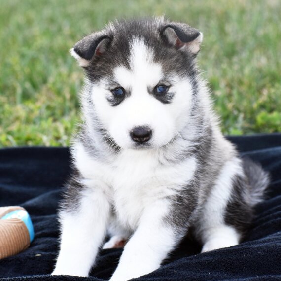 Ulissa, a Black & White Female Siberian Husky Puppy 773533 PuppySpot
