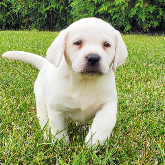 Patience, a English Cream Female Labrador Retriever Puppy 774253