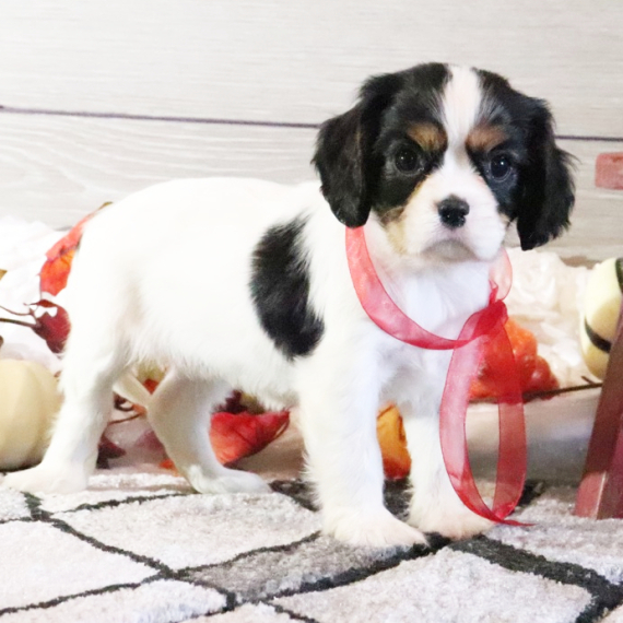 Delilah, a Black & White Female Cavalier King Charles Spaniel Puppy