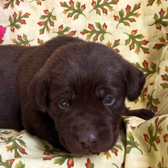 Steve, a Chocolate Male Labrador Retriever Puppy 775833 PuppySpot