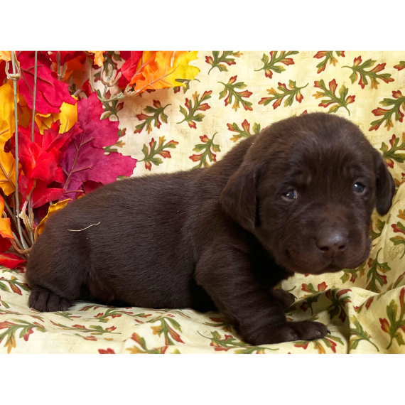 Steve, a Chocolate Male Labrador Retriever Puppy 775833 PuppySpot