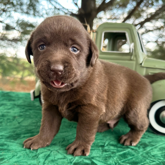 Earl, a Chocolate Male Labrador Retriever Puppy 776153 PuppySpot