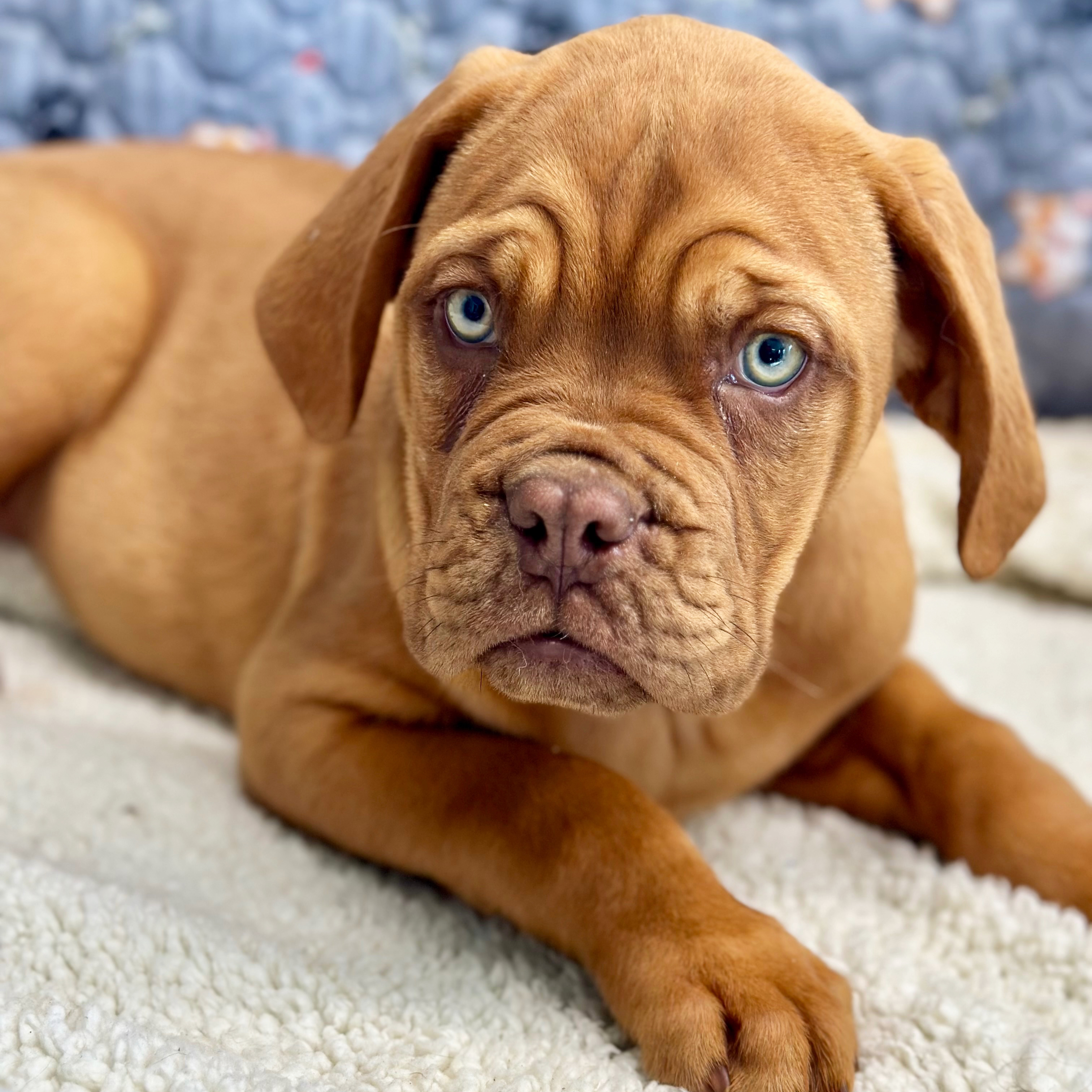 Cute Dogue De Bordeaux French Mastiff Cute Huge Dogue De Bordeaux