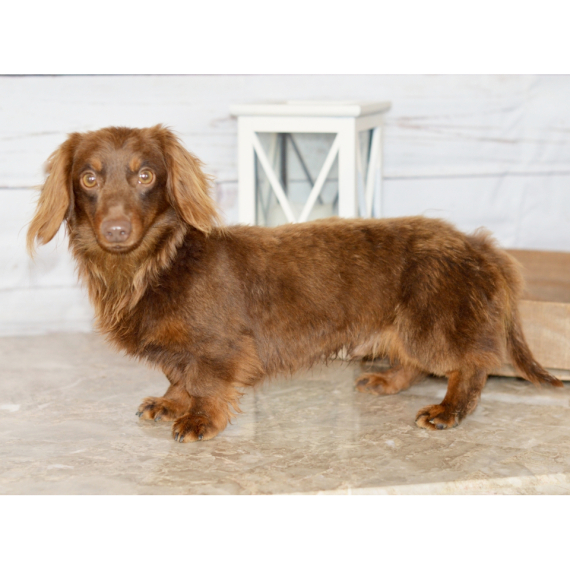 Dachshund