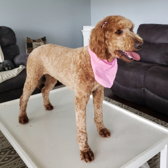 Goldendoodle