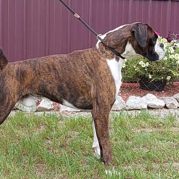 Boxer
