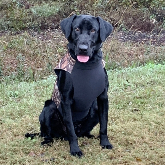 Labrador Retriever