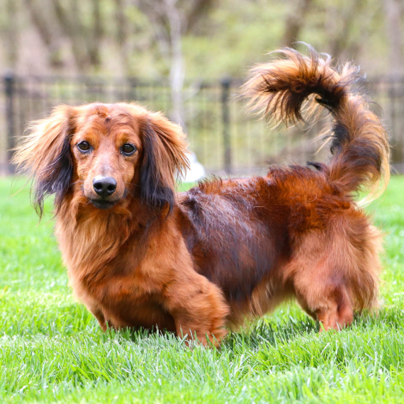 Dachshund