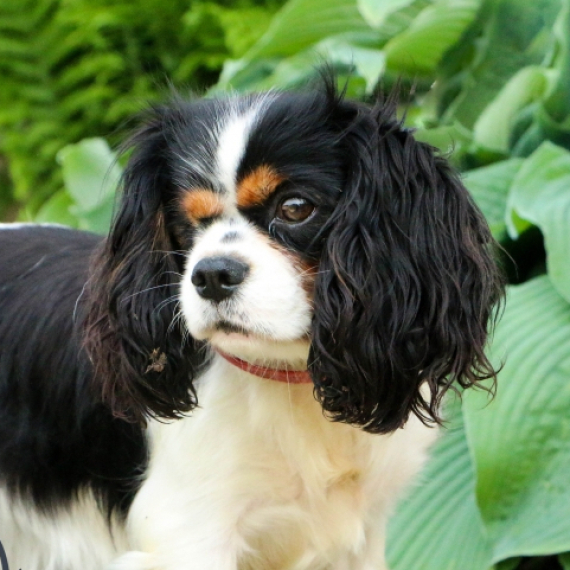 Cavalier King Charles Spaniel