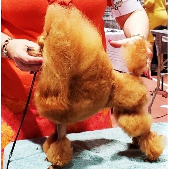 Poodle