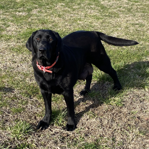 Labrador Retriever