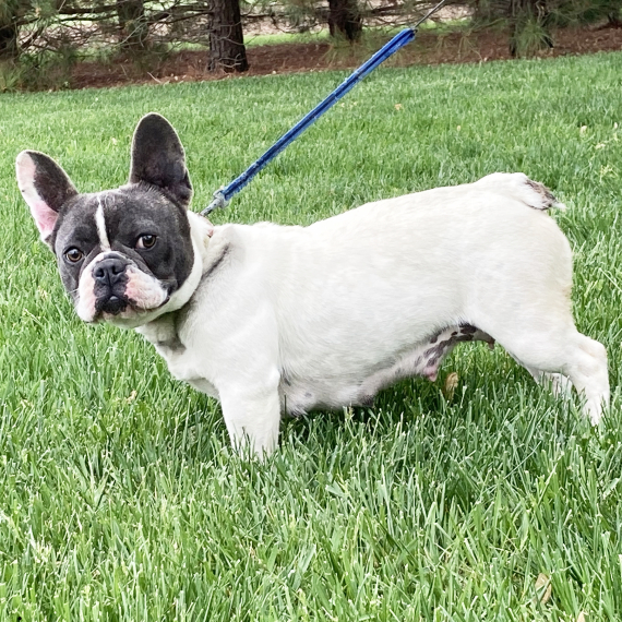 French Bulldog