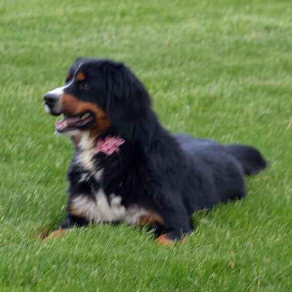 Bernese Mountain Dog