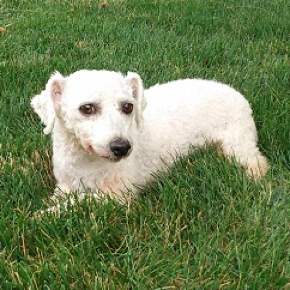Bichon Frise
