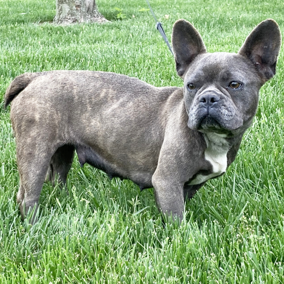 Blue Brindle French Where Can I Find A French Bulldog Puppy Puppy