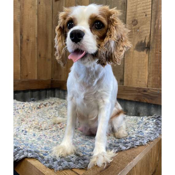 Cavalier King Charles Spaniel