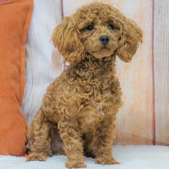 Poodle