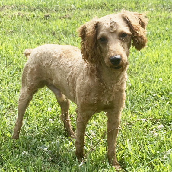 Poodle