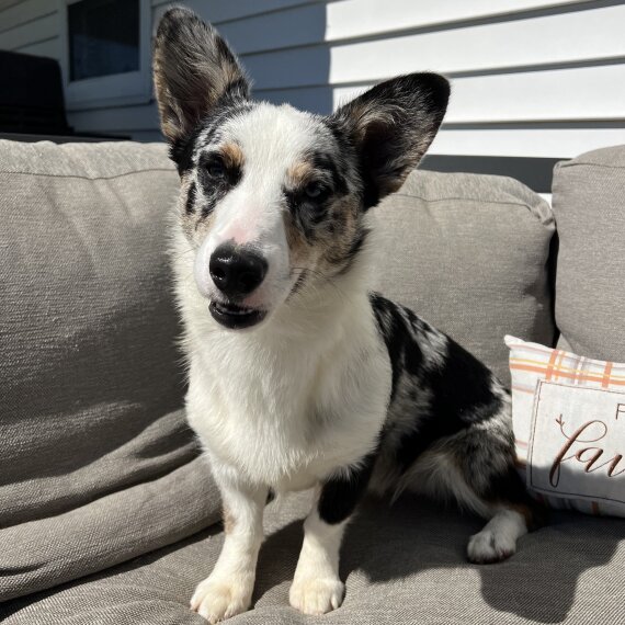 American Corgi