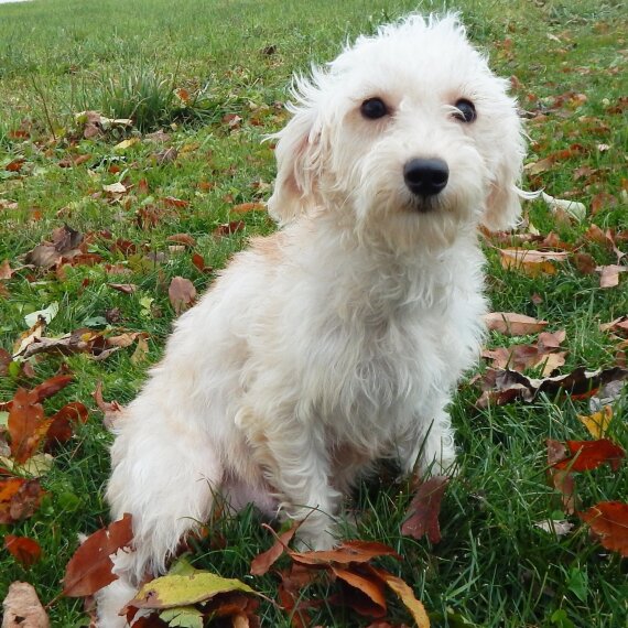 Schnoodle