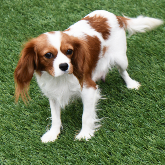 Cavalier King Charles Spaniel