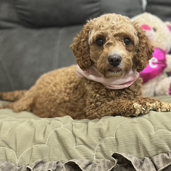 Cavapoo