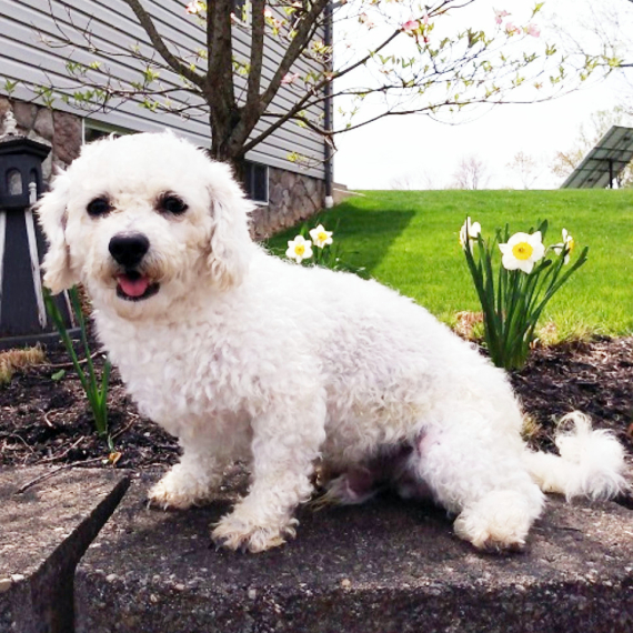 Bichon Frise