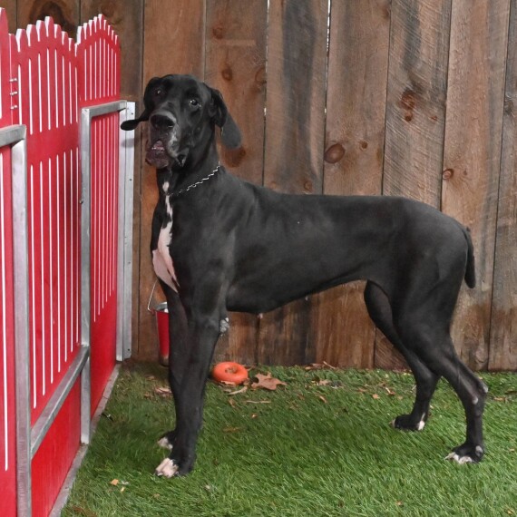 Great Dane