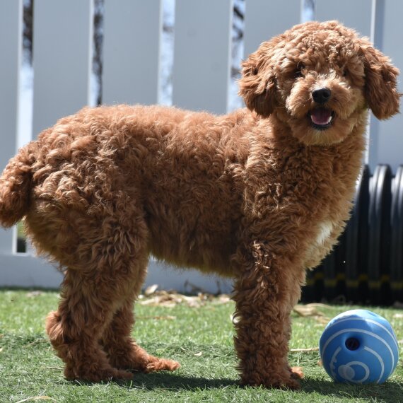 Poodle