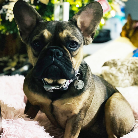 French Bulldog