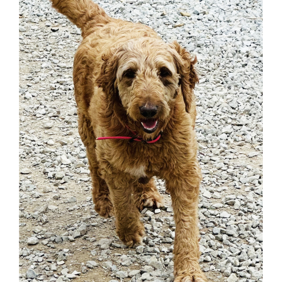 Goldendoodle
