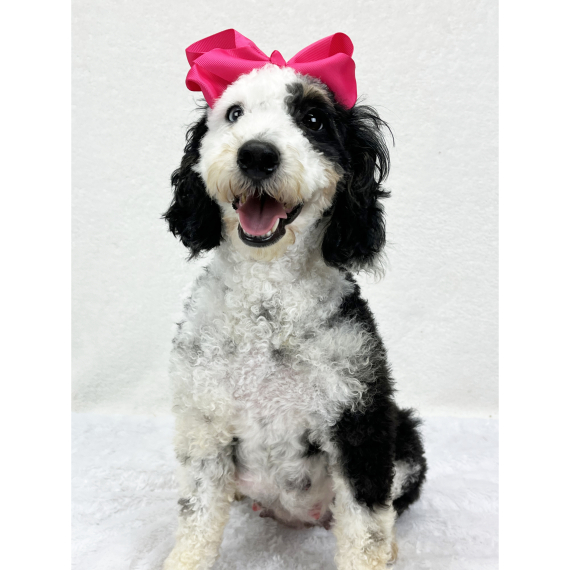 Bernedoodle