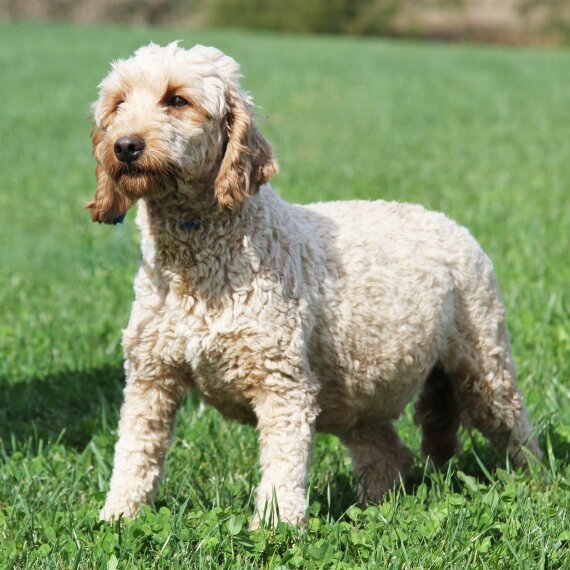 Goldendoodle