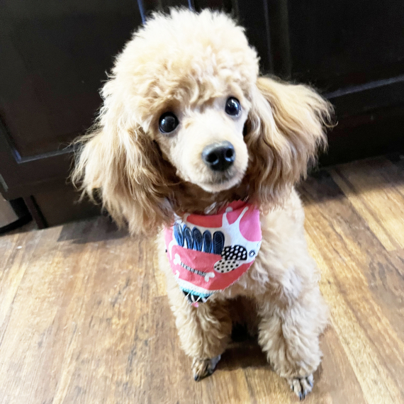 Poodle