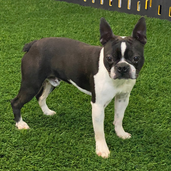 Boston Terrier