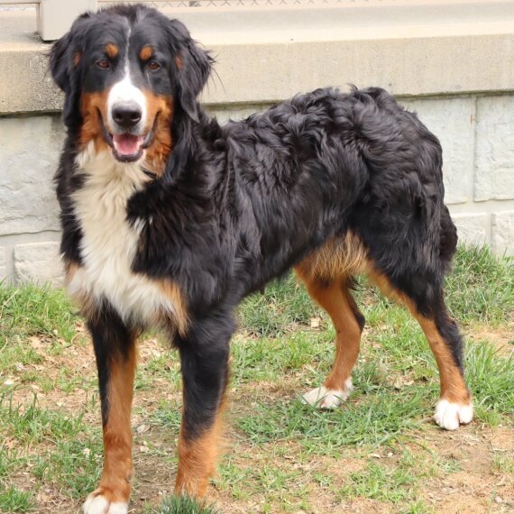 Bernese Mountain Dog