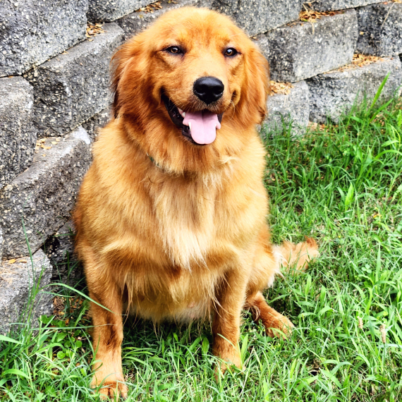 Golden Retriever