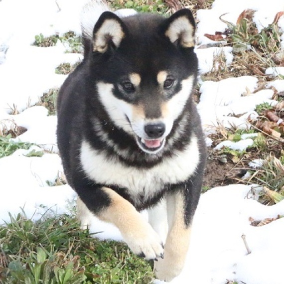 Shiba Inu