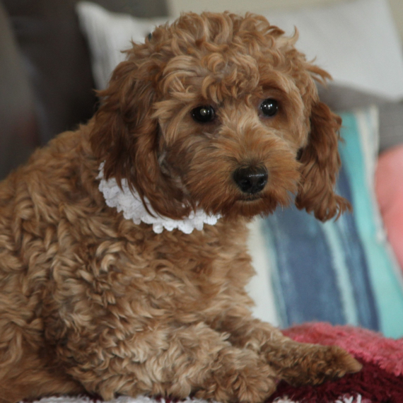 Goldendoodle