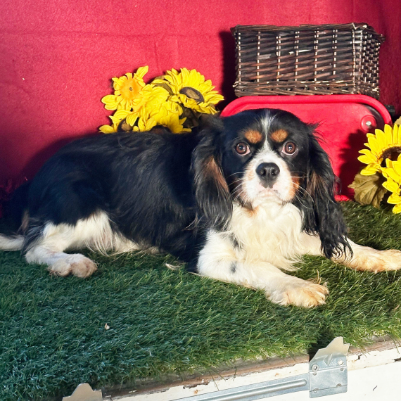 Cavalier King Charles Spaniel