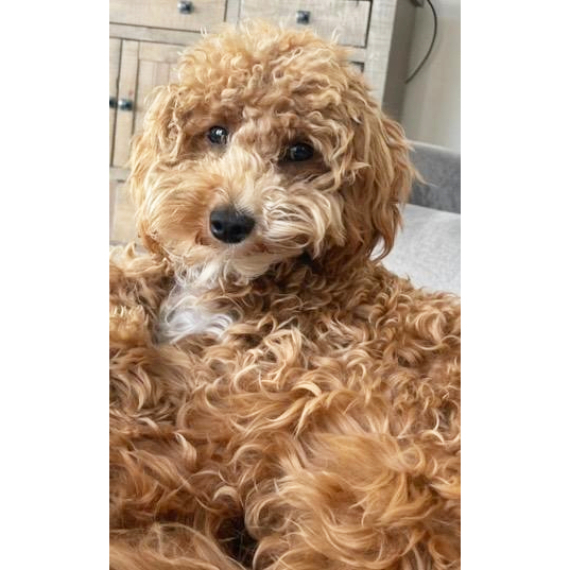 Goldendoodle