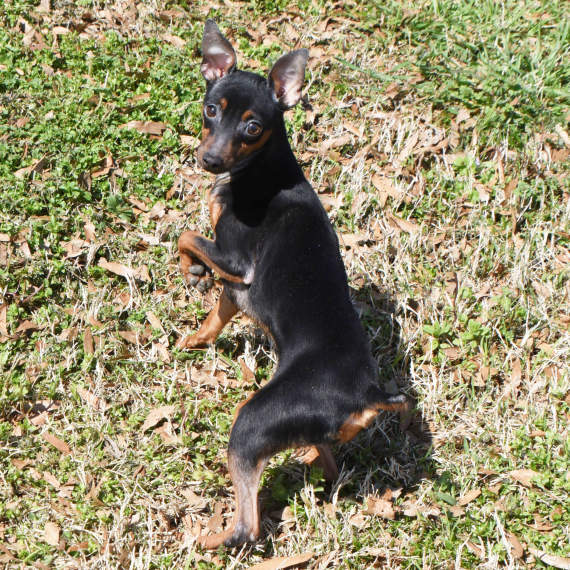 Miniature Pinscher