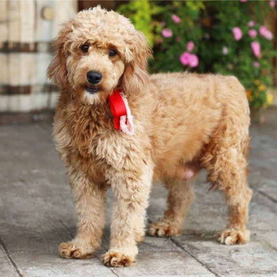 Goldendoodle