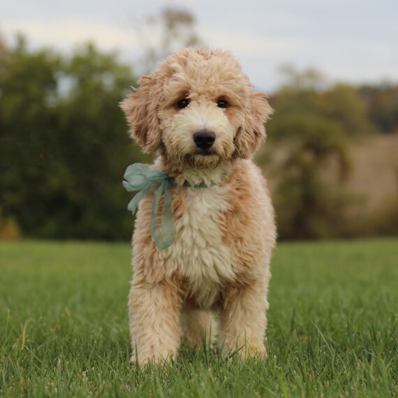 Goldendoodle
