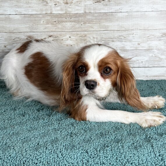 Cavalier King Charles Spaniel