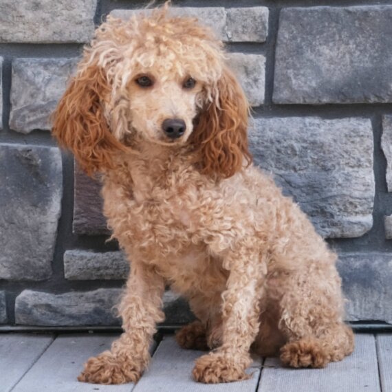 Poodle