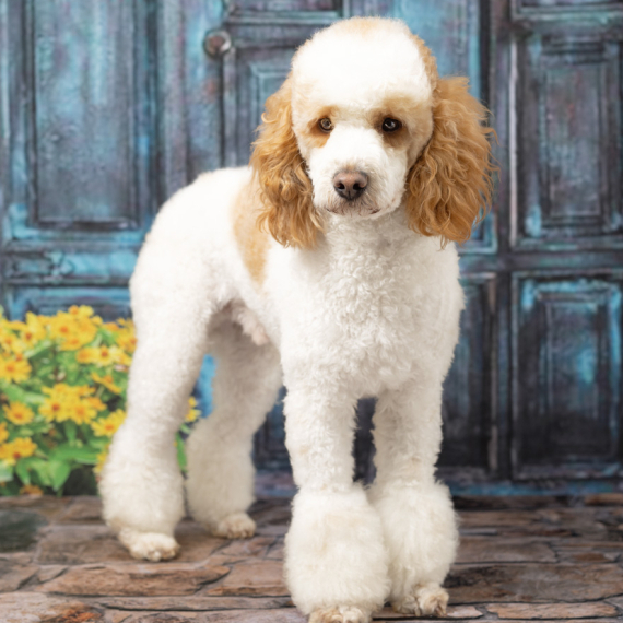 Poodle