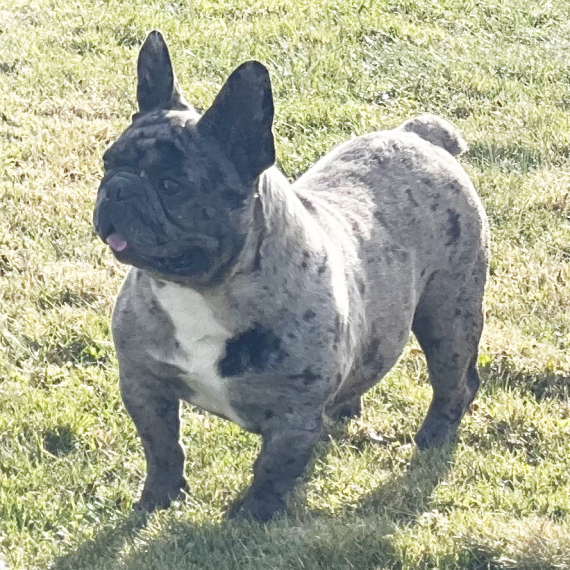 French Bulldog