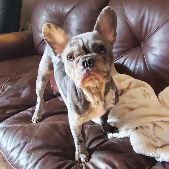 French Bulldog
